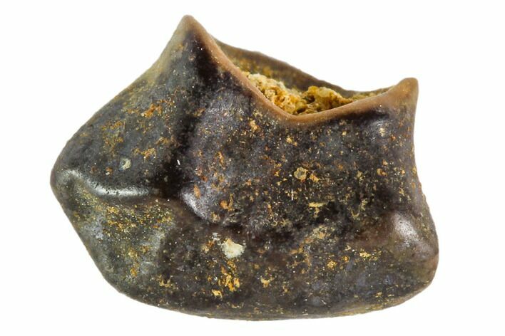 Fossil Pachycephalosaur Tooth - Montana #108167